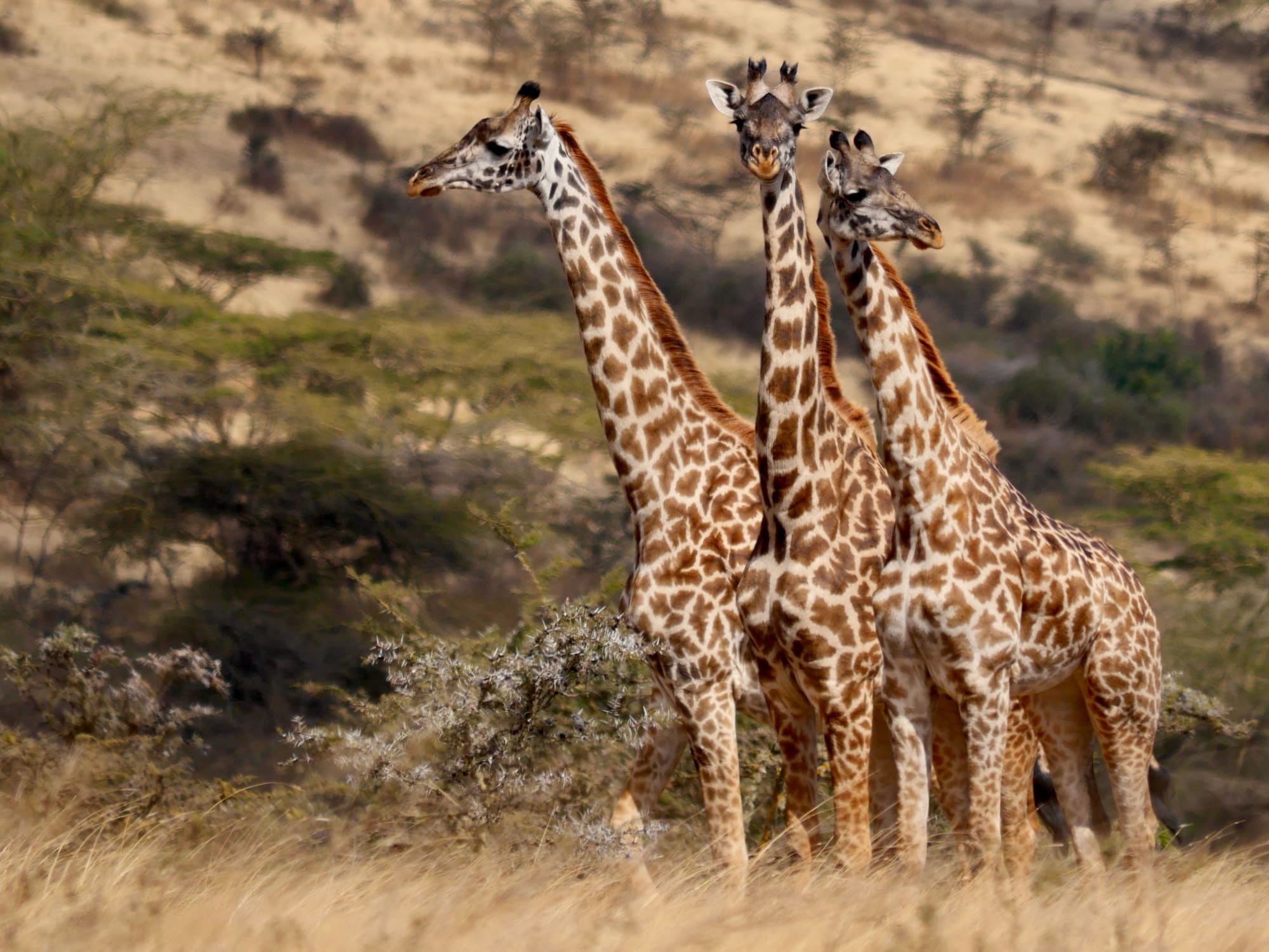 Three giraffes in dry savannah